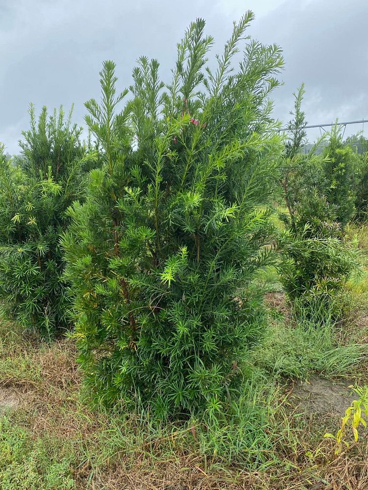 podocarpus-macrophyllus-japanese-yew