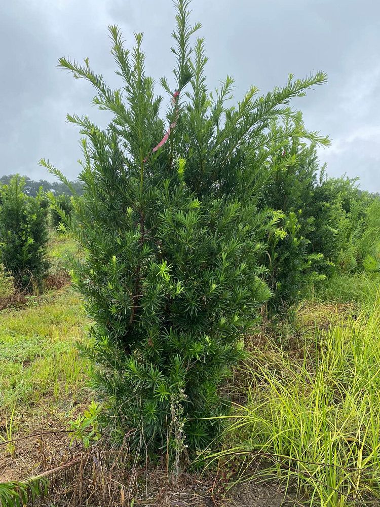 podocarpus-macrophyllus-japanese-yew