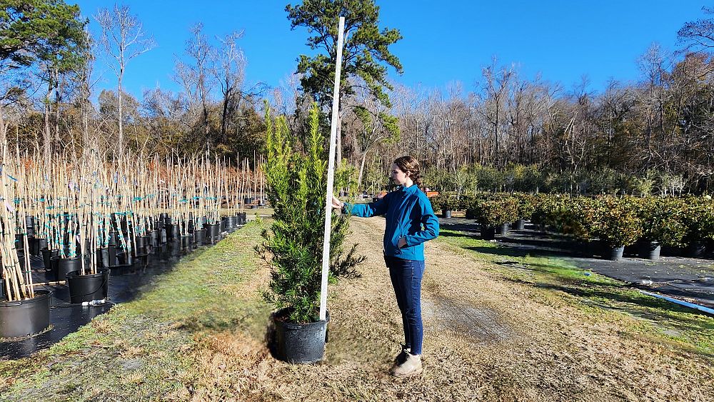 podocarpus-macrophyllus-japanese-yew