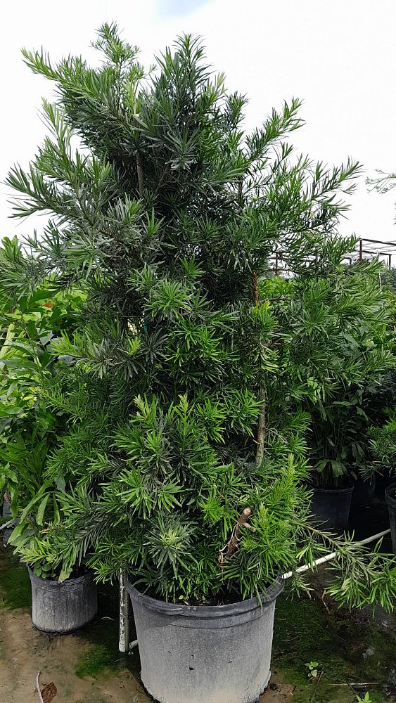 podocarpus-macrophyllus-japanese-yew