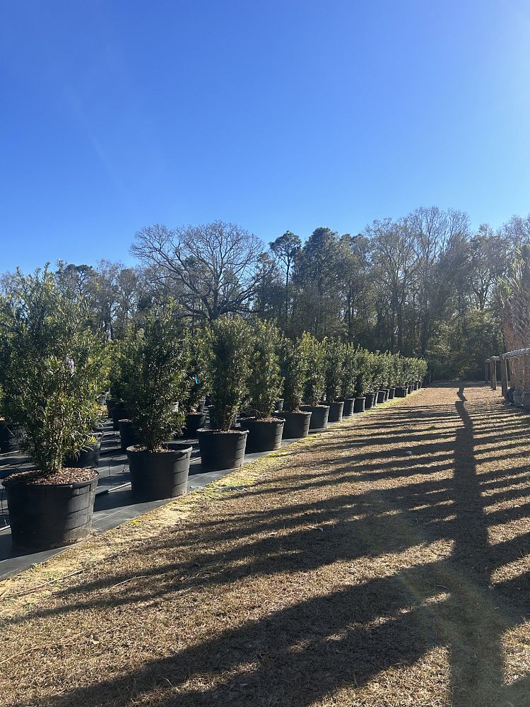 podocarpus-macrophyllus-japanese-yew