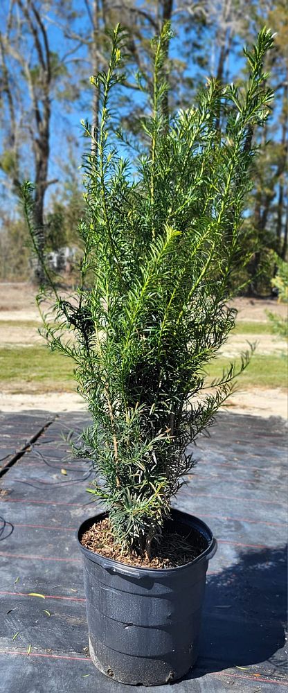 podocarpus-macrophyllus-japanese-yew