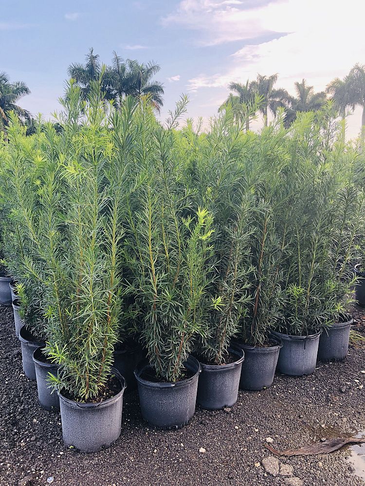 Tropical Gardens Nursery INC | plantANT.com