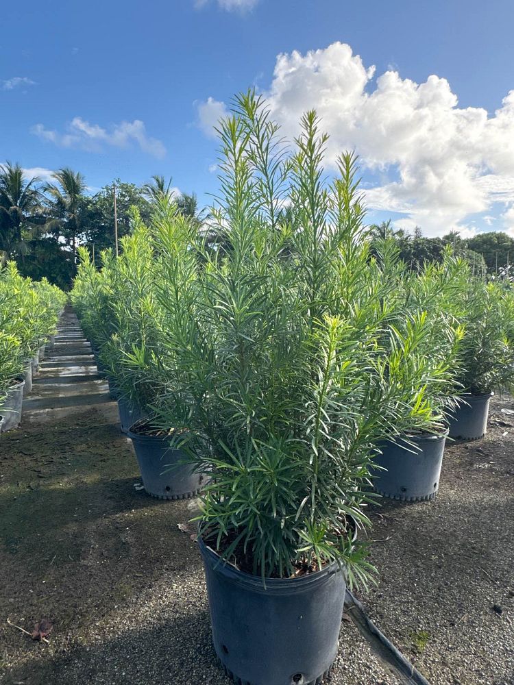 podocarpus-macrophyllus-maki-japanese-yew