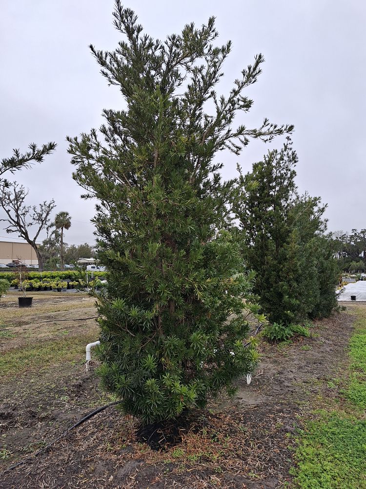 podocarpus-macrophyllus-maki-japanese-yew