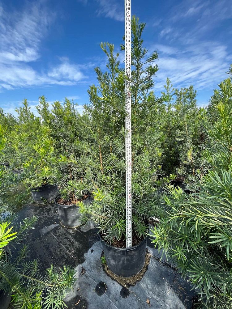 podocarpus-macrophyllus-maki-japanese-yew