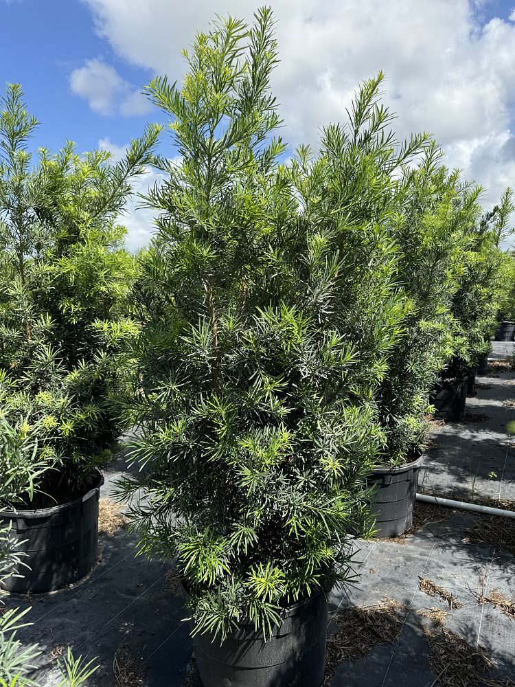 podocarpus-macrophyllus-maki-japanese-yew