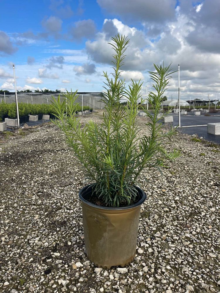 podocarpus-macrophyllus-maki-japanese-yew