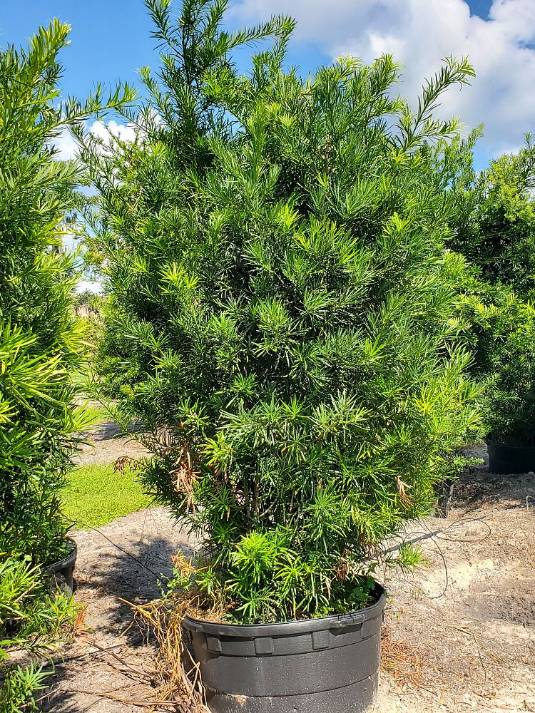 podocarpus-macrophyllus-maki-japanese-yew