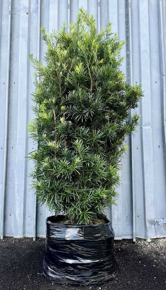 podocarpus-macrophyllus-maki-japanese-yew