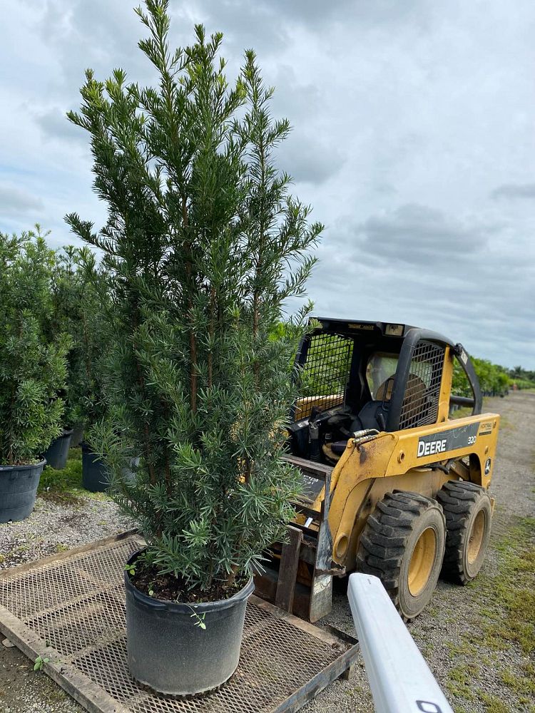 podocarpus-macrophyllus-maki-japanese-yew