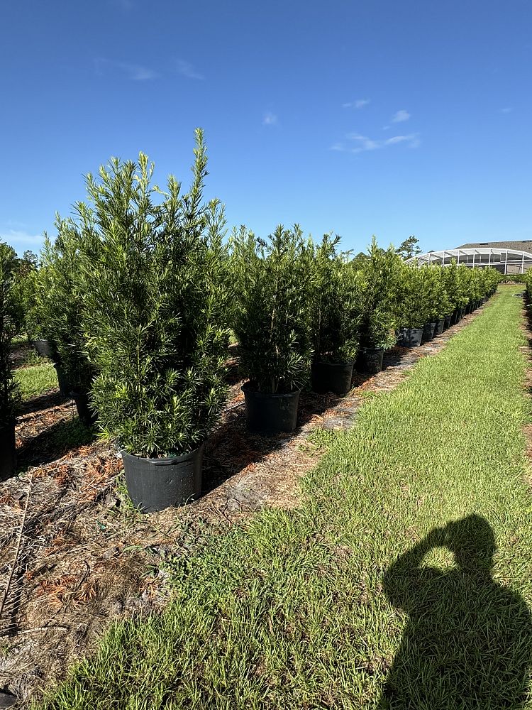 podocarpus-macrophyllus-maki-japanese-yew