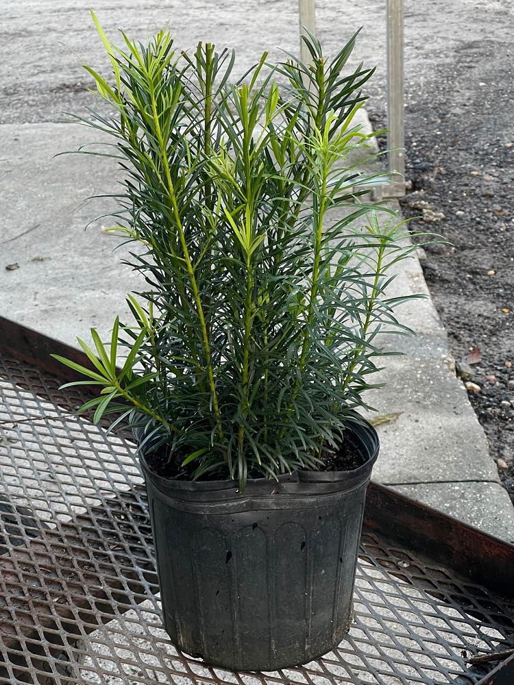 podocarpus-macrophyllus-maki-japanese-yew