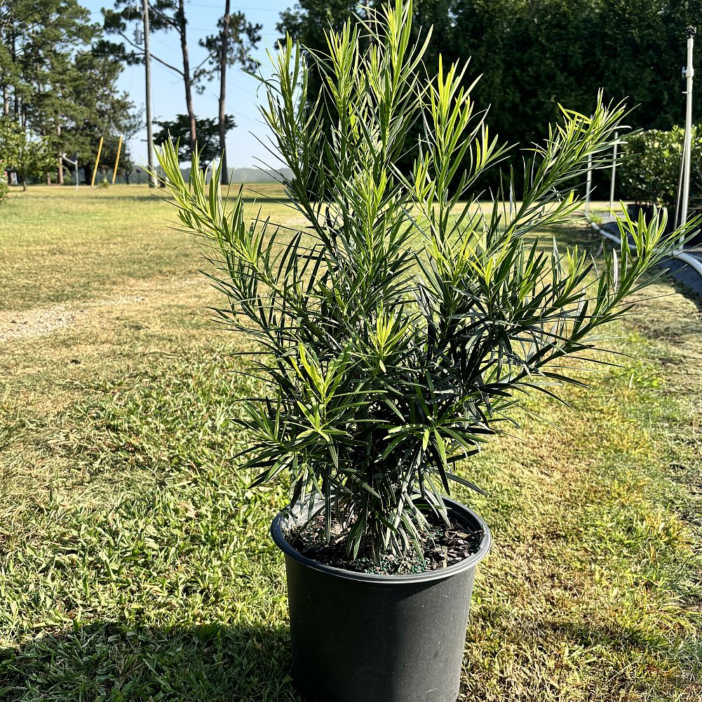 podocarpus-macrophyllus-maki-japanese-yew