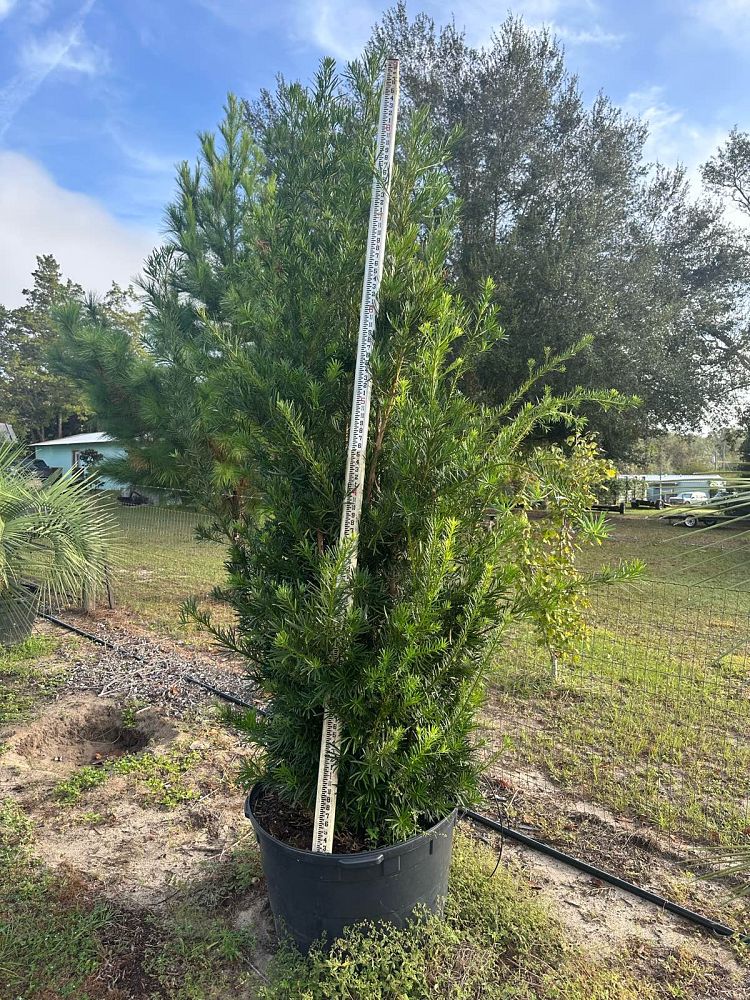 podocarpus-macrophyllus-maki-japanese-yew