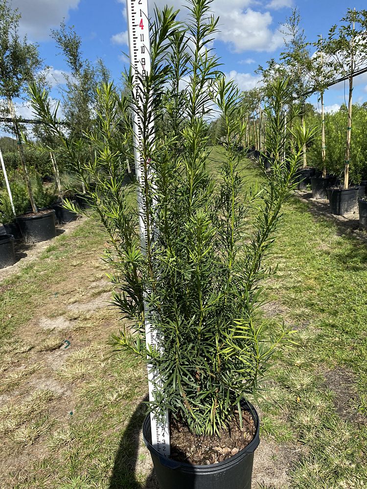 podocarpus-macrophyllus-maki-japanese-yew