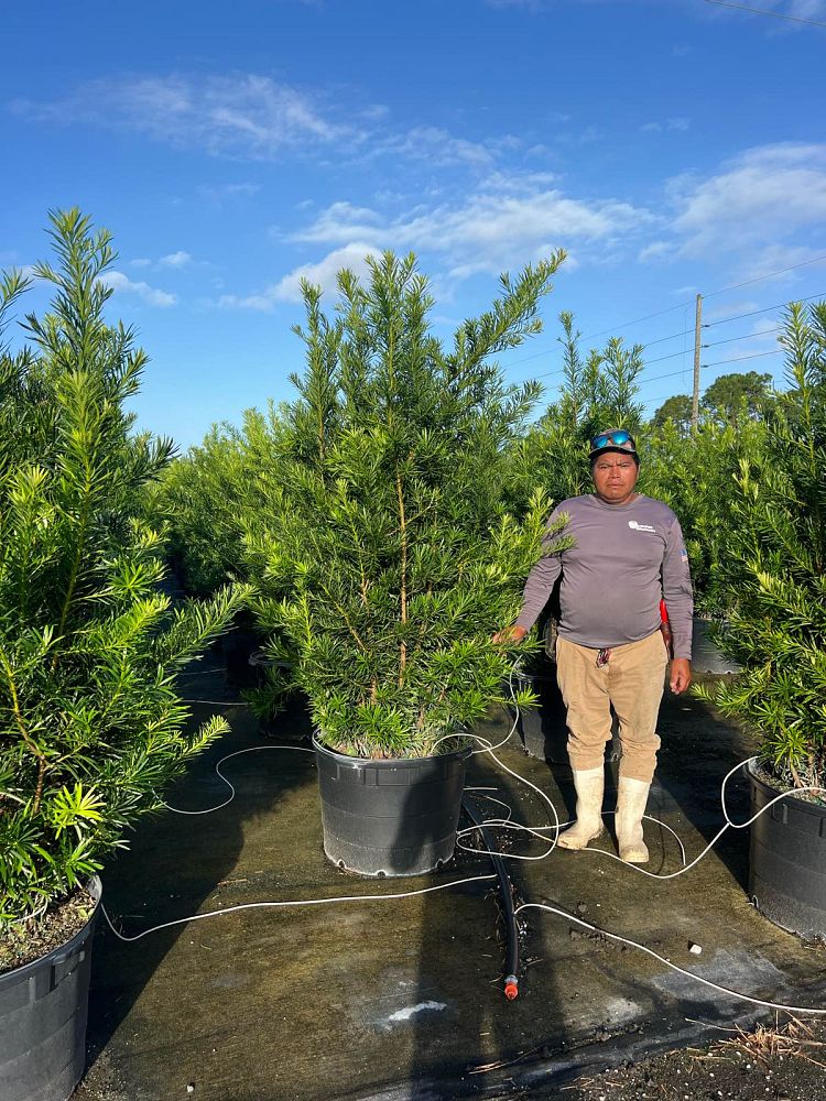 podocarpus-macrophyllus-maki-japanese-yew