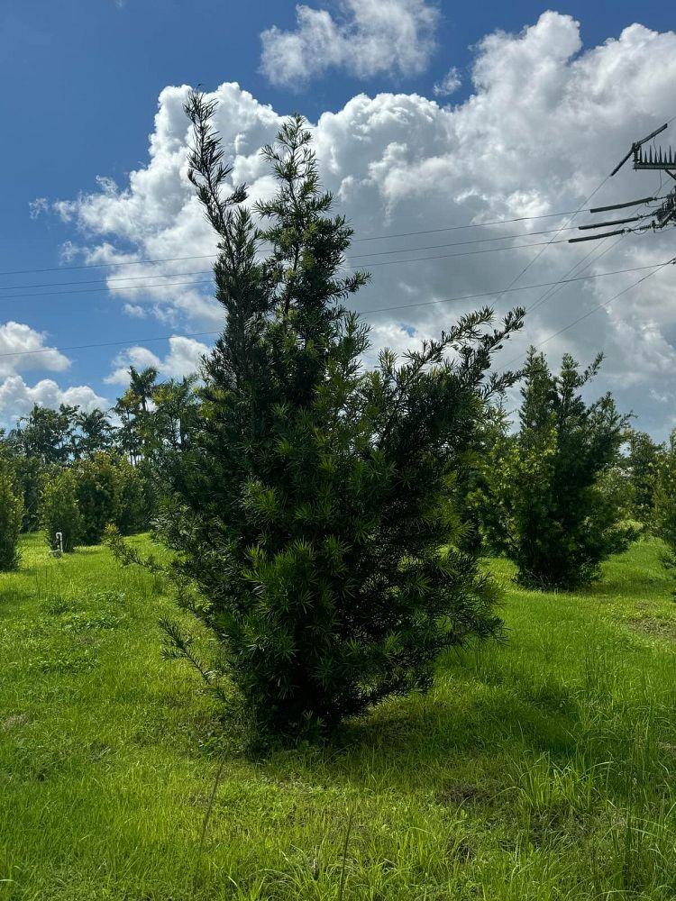 podocarpus-macrophyllus-maki-japanese-yew