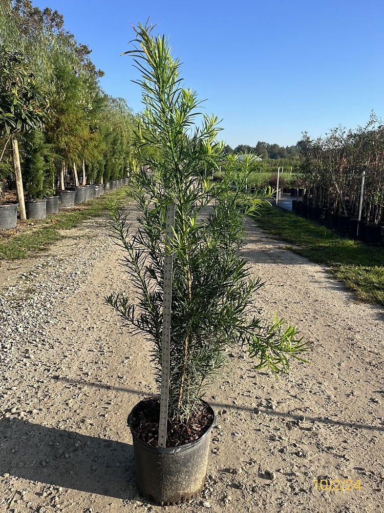 podocarpus-macrophyllus-maki-japanese-yew