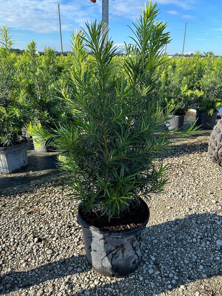 podocarpus-macrophyllus-maki-japanese-yew