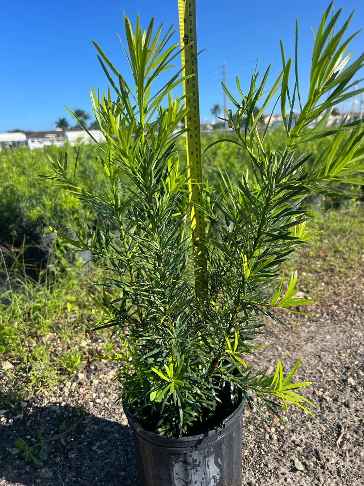 podocarpus-macrophyllus-maki-japanese-yew