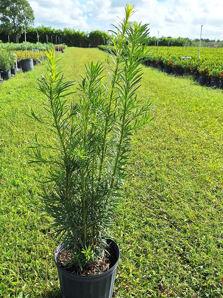 podocarpus-macrophyllus-maki-japanese-yew