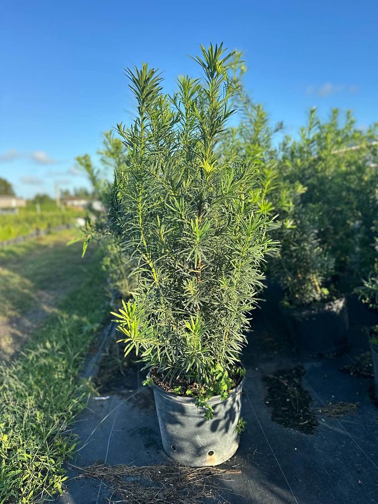 podocarpus-macrophyllus-maki-japanese-yew