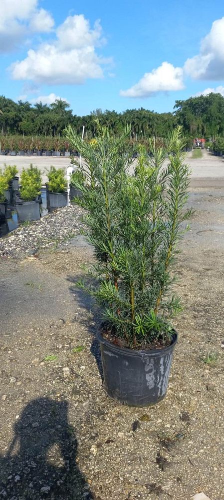 podocarpus-macrophyllus-maki-japanese-yew