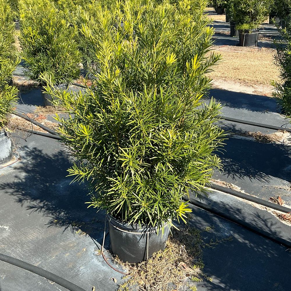 podocarpus-macrophyllus-maki-japanese-yew