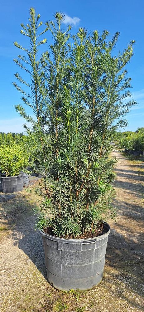 podocarpus-macrophyllus-maki-japanese-yew