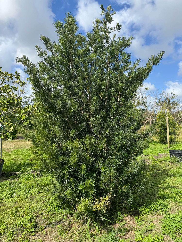 podocarpus-macrophyllus-maki-japanese-yew