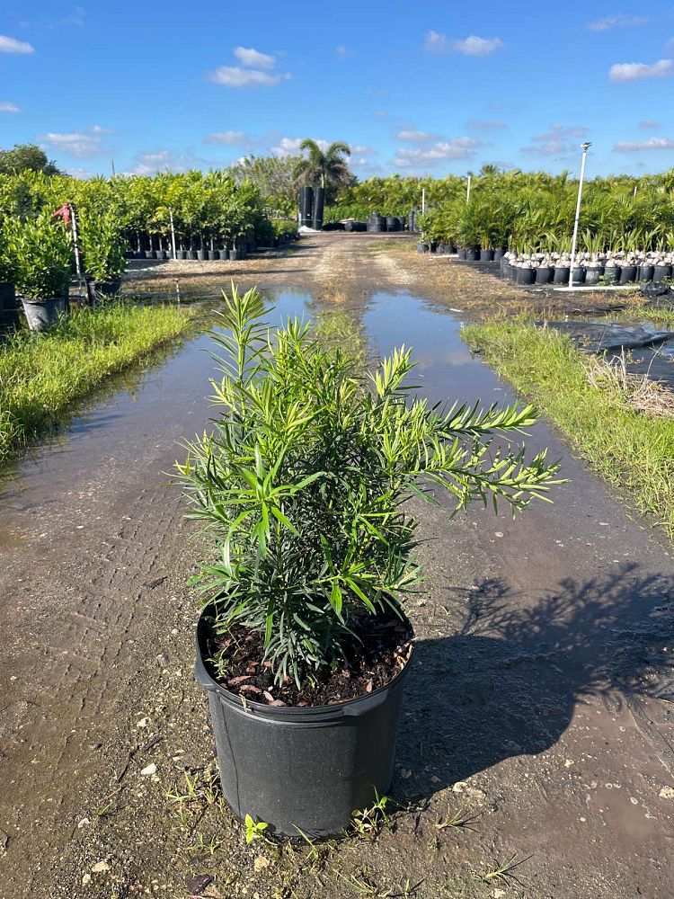 podocarpus-macrophyllus-pringles-japanese-yew