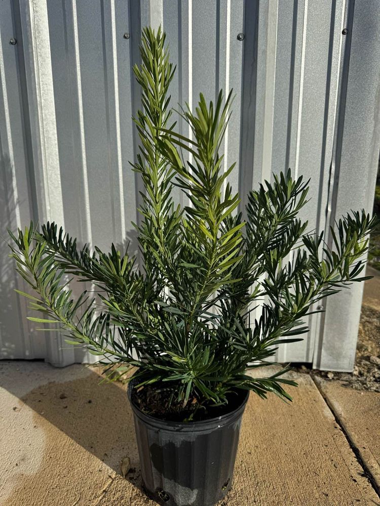 podocarpus-macrophyllus-pringles-japanese-yew