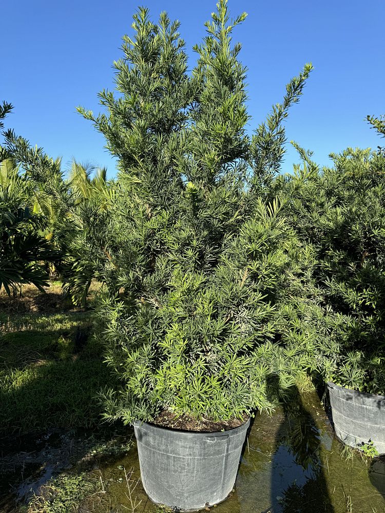 podocarpus-macrophyllus-pringles-japanese-yew