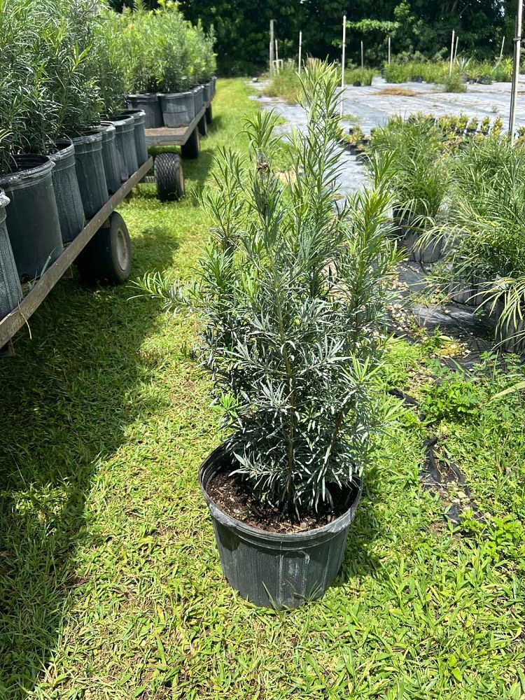 podocarpus-plum-pine