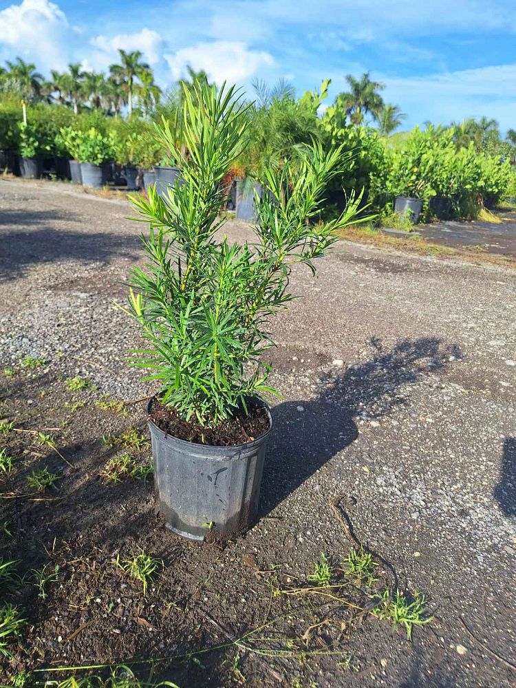 podocarpus-plum-pine