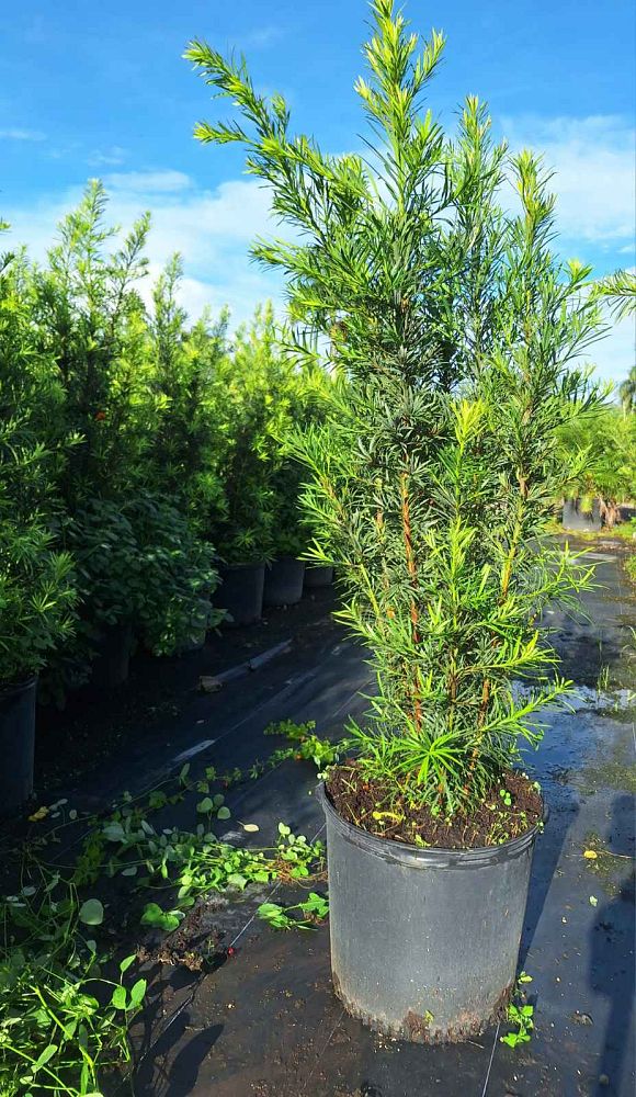 podocarpus-plum-pine