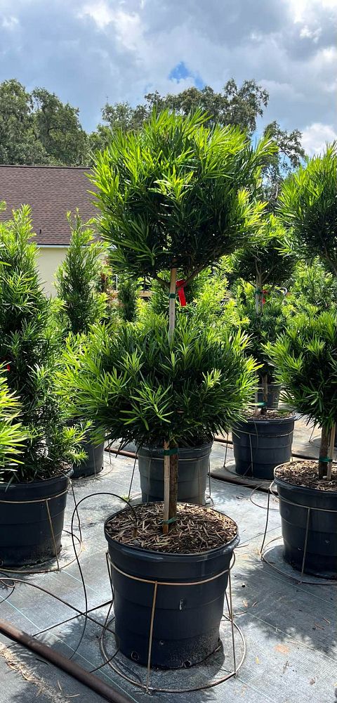 podocarpus-topiary-2-ball-plum-pine