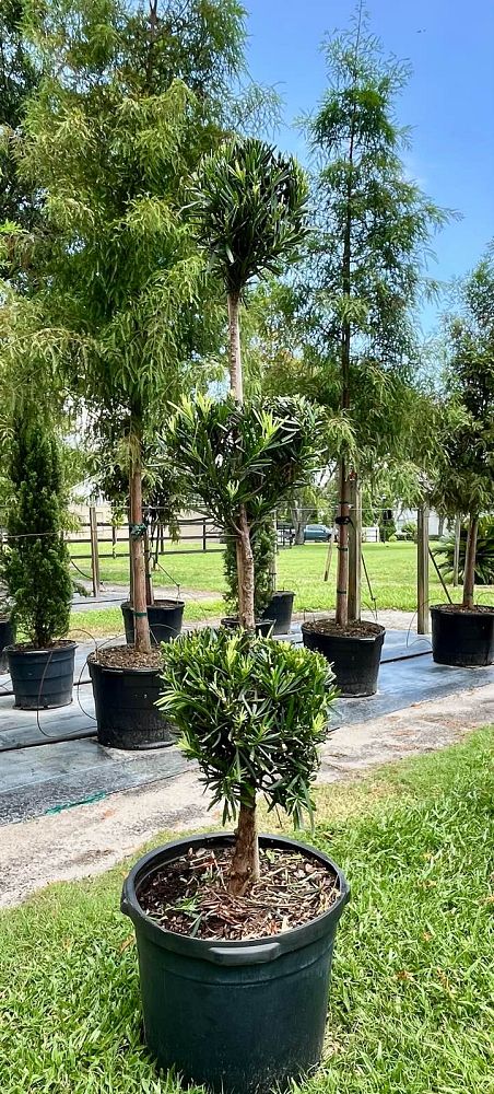 podocarpus-topiary-3-ball-plum-pine