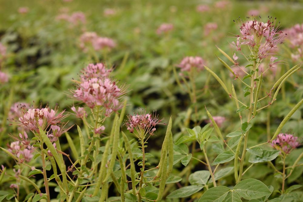 polanisia-dodecandra-riograndensis-rio-grande-clammyweed