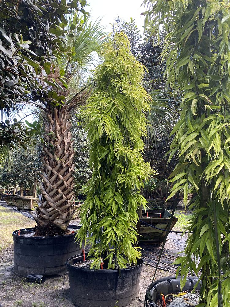 polyalthia-longifolia-pendula-mast-tree-false-ashoka-tree-sorrowless-tree