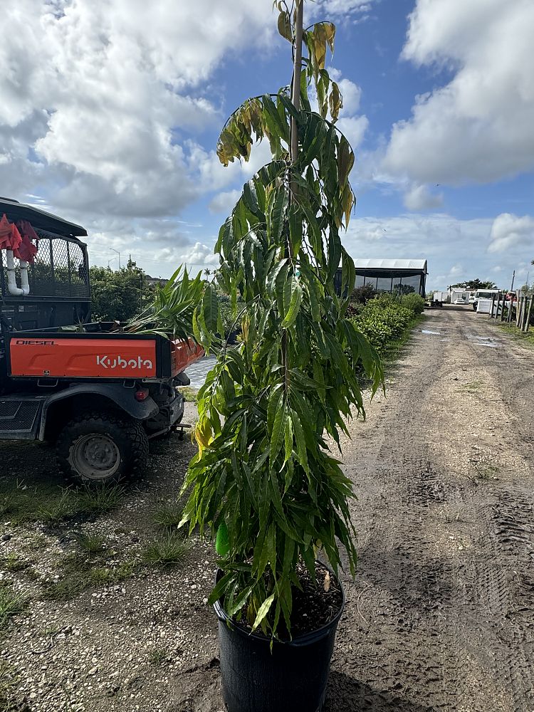 polyalthia-longifolia-pendula-mast-tree-false-ashoka-tree-sorrowless-tree