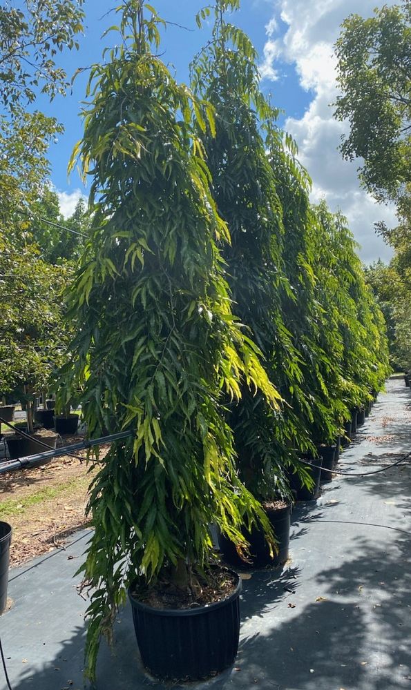 polyalthia-longifolia-upright-mast-tree-false-ashoka-tree-sorrowless-tree