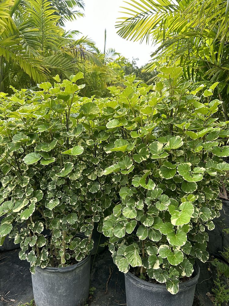 polyscias-scutellaria-aralia