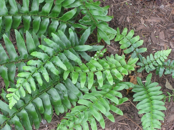 polystichum-acrostichoides-aspidium-acrostichoides-christmas-fern