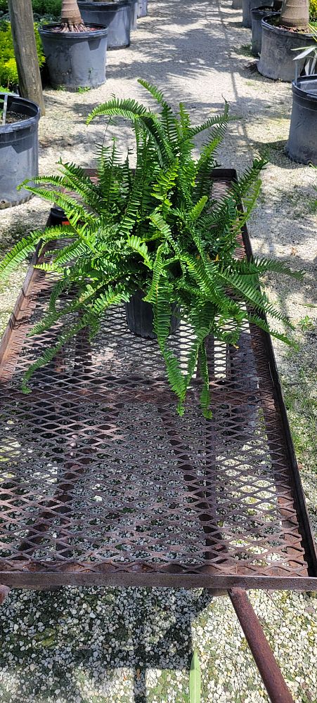 polystichum-munitum-giant-holly-fern-western-sword-fern