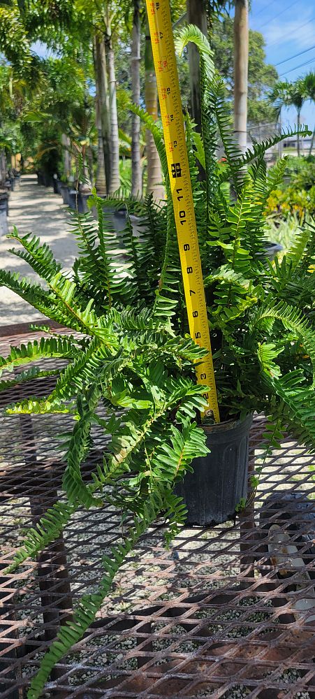 polystichum-munitum-giant-holly-fern-western-sword-fern