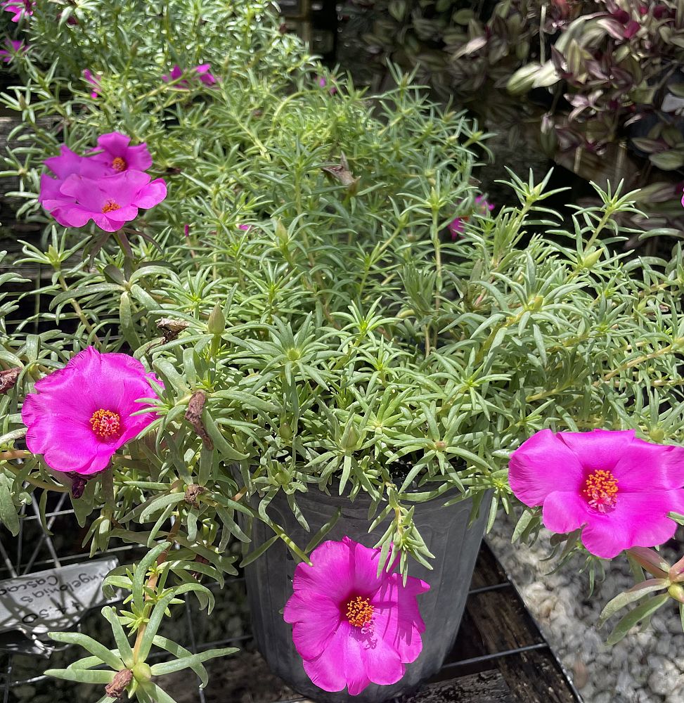 portulaca-grandiflora-rose-moss-purslane