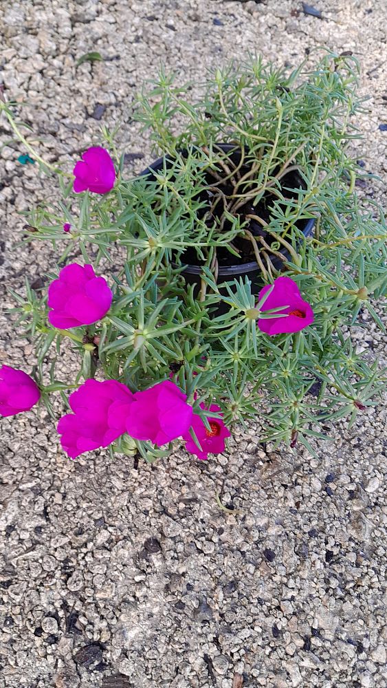 portulaca-grandiflora-samba-purple-rose-moss-purslane