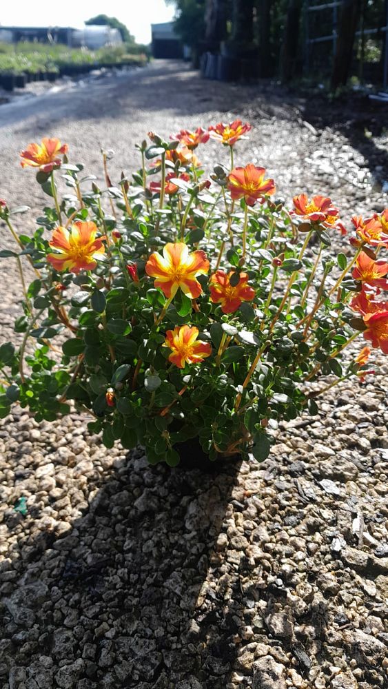 portulaca-hybrids-purslane-rose-moss